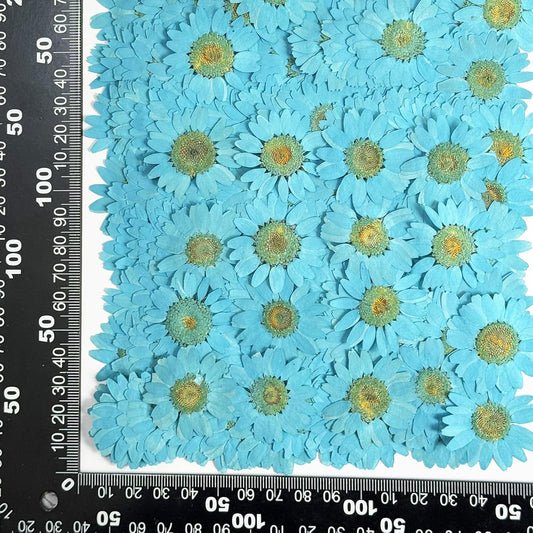 25pcs Yellow Daisy Dried Pressed Flowers Real Natural Dry Flowers for Resin Candle Card Making Wedding Invitations Scrapbooking Christmas Crafts