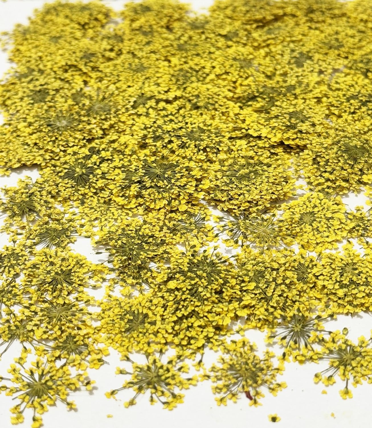 25pcs Yellow Queen Anne's Lace Dried Pressed Flowers Real Natural Flowers for Resin Candle Card Making Wedding Invitations Scrapbooking Christmas Crafts DIY