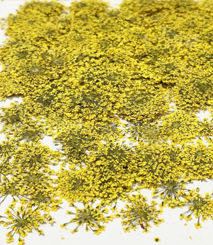 25pcs Yellow Queen Anne's Lace Dried Pressed Flowers Real Natural Flowers for Resin Candle Card Making Wedding Invitations Scrapbooking Christmas Crafts DIY