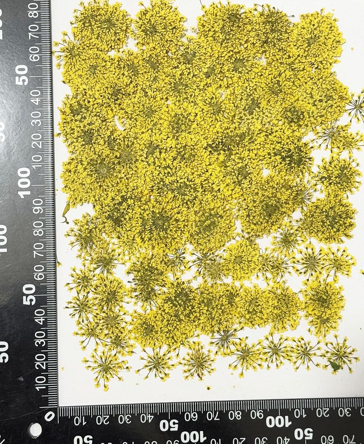 25pcs Yellow Queen Anne's Lace Dried Pressed Flowers Real Natural Flowers for Resin Candle Card Making Wedding Invitations Scrapbooking Christmas Crafts DIY