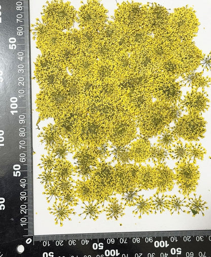 25pcs Yellow Queen Anne's Lace Dried Pressed Flowers Real Natural Flowers for Resin Candle Card Making Wedding Invitations Scrapbooking Christmas Crafts DIY