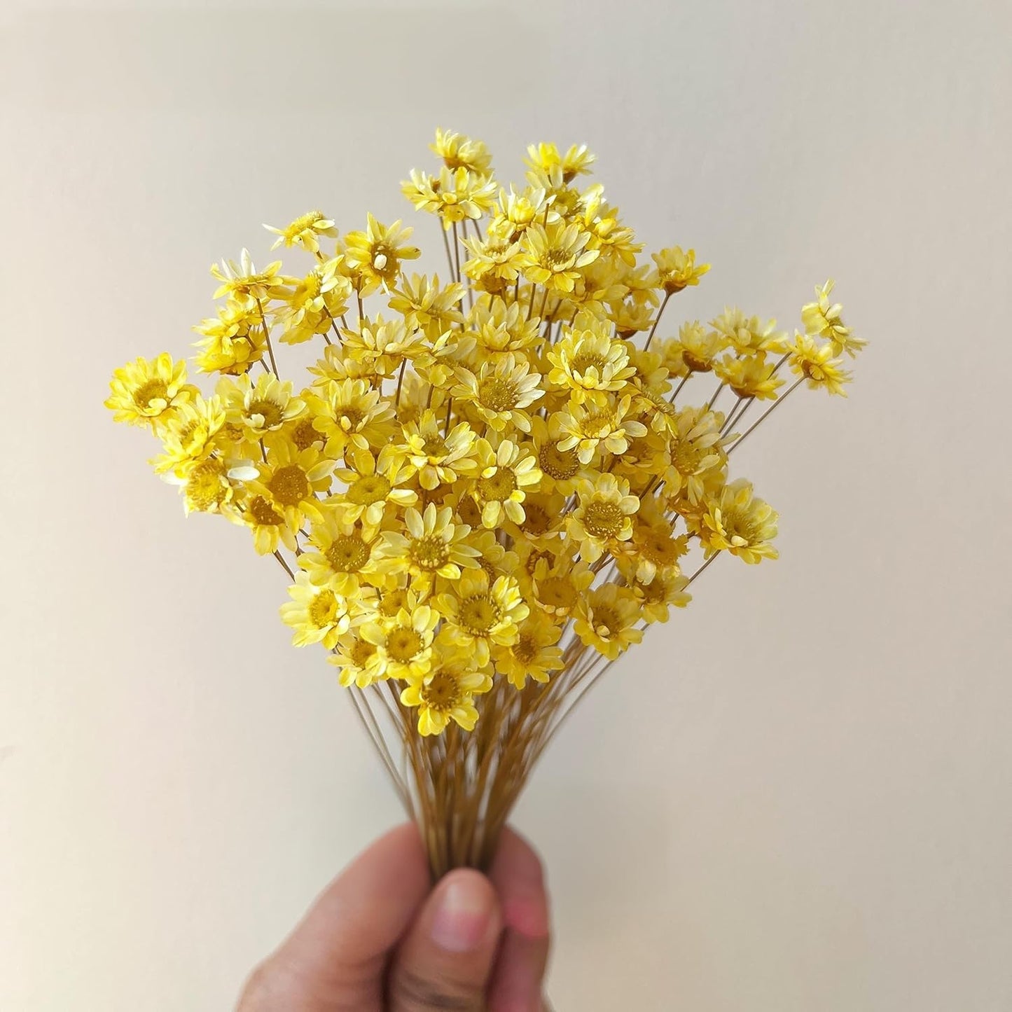 Natural - Dried - Flowers Brazilian Small Star Daisy Dried Decorative Mini Chamomile Bouquet for Wedding Floral Arrangements Home Decorations Valentine's Day Gifts (200 Stems) (Yellow )