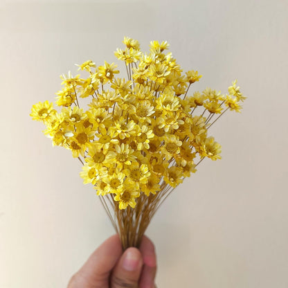 Natural - Dried - Flowers Brazilian Small Star Daisy Dried Decorative Mini Chamomile Bouquet for Wedding Floral Arrangements Home Decorations Valentine's Day Gifts (200 Stems) (Yellow )