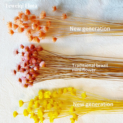 Natural - Dried - Flowers Brazilian Small Star Daisy Dried Decorative Mini Chamomile Bouquet for Wedding Floral Arrangements Home Decorations Valentine's Day Gifts (200 Stems) (Yellow )