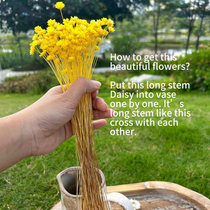 Natural - Dried - Flowers Brazilian Small Star Daisy Dried Decorative Mini Chamomile Bouquet for Wedding Floral Arrangements Home Decorations Valentine's Day Gifts (200 Stems) (Yellow )