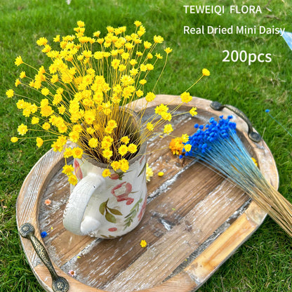 Natural - Dried - Flowers Brazilian Small Star Daisy Dried Decorative Mini Chamomile Bouquet for Wedding Floral Arrangements Home Decorations Valentine's Day Gifts (200 Stems) (Yellow )