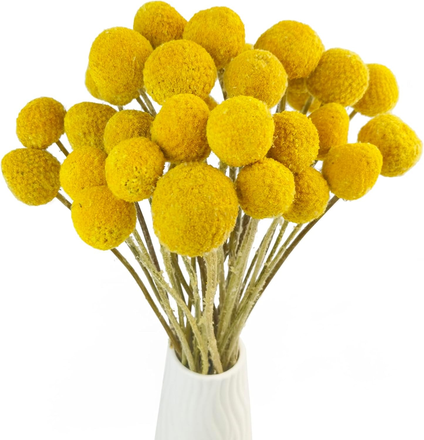 Natural Craspedia Dried Flowers Yellow Billy Buttons Balls Bouquet Bundles, Real Freshly Harvested Dry Plant Bunch Arrangements Decorate for Home Crafts, Party, Wedding, Store