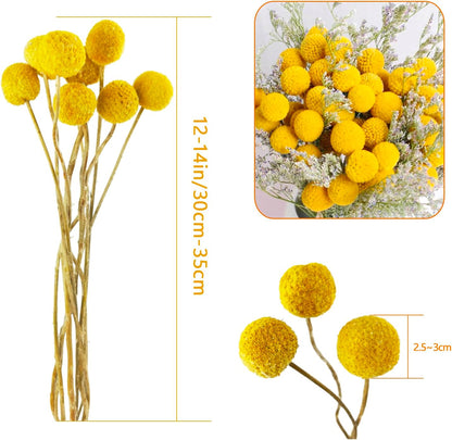 Natural Craspedia Dried Flowers Yellow Billy Buttons Balls Bouquet Bundles, Real Freshly Harvested Dry Plant Bunch Arrangements Decorate for Home Crafts, Party, Wedding, Store