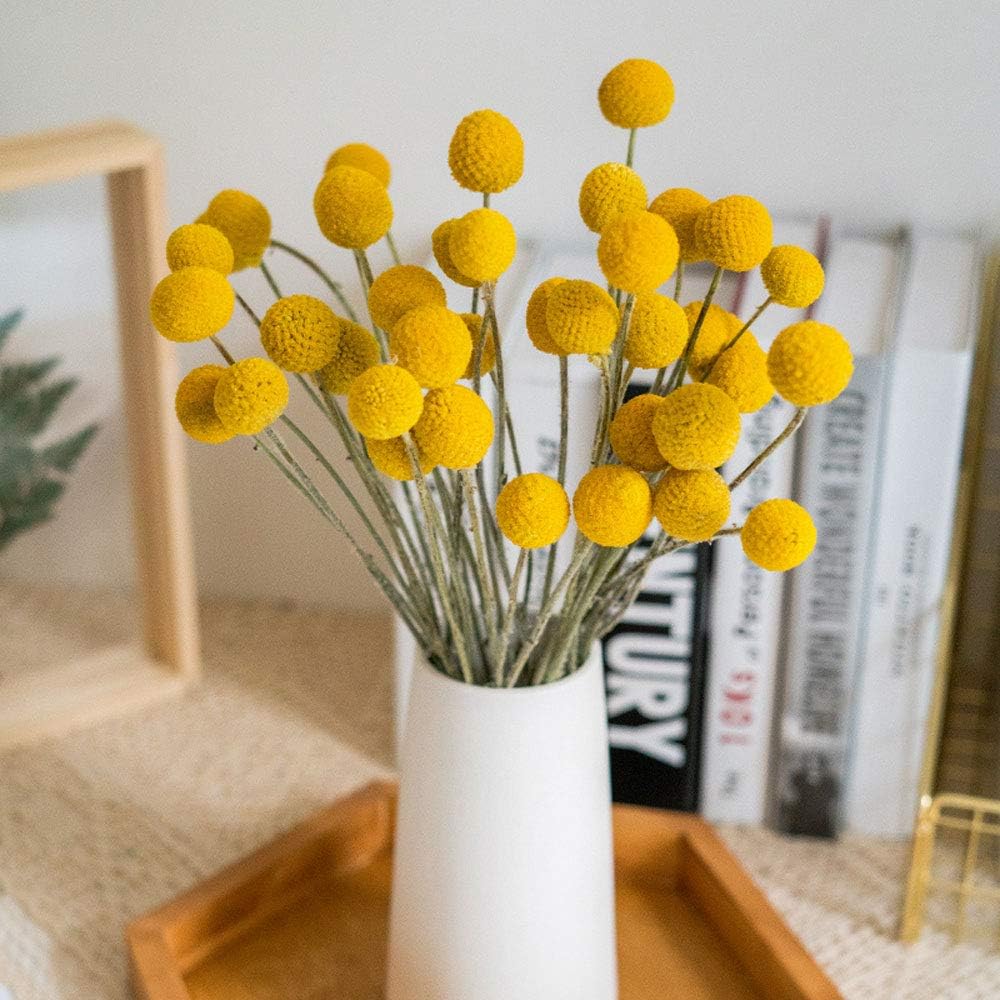Natural Craspedia Dried Flowers Yellow Billy Buttons Balls Bouquet Bundles, Real Freshly Harvested Dry Plant Bunch Arrangements Decorate for Home Crafts, Party, Wedding, Store