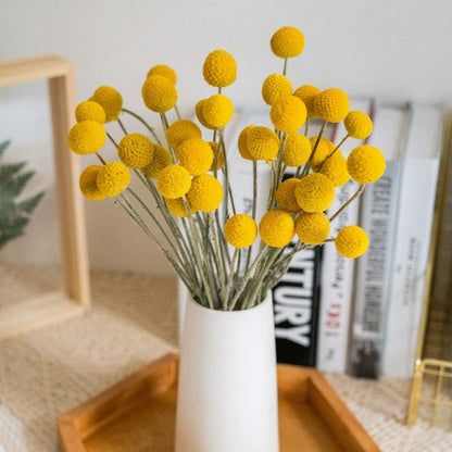 Natural Craspedia Dried Flowers Yellow Billy Buttons Balls Bouquet Bundles, Real Freshly Harvested Dry Plant Bunch Arrangements Decorate for Home Crafts, Party, Wedding, Store