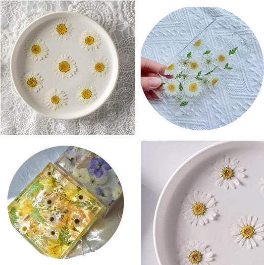 50pcs Natural Dried Daisy Flower, Vacuum Packaging, Pressed Flower for House Decoration, Jewelry Making, Phone case Decoration (Yellow)