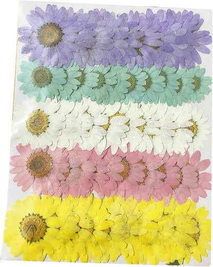 50pcs Natural Dried Daisy Flower, Vacuum Packaging, Pressed Flower for House Decoration, Jewelry Making, Phone case Decoration (Yellow)