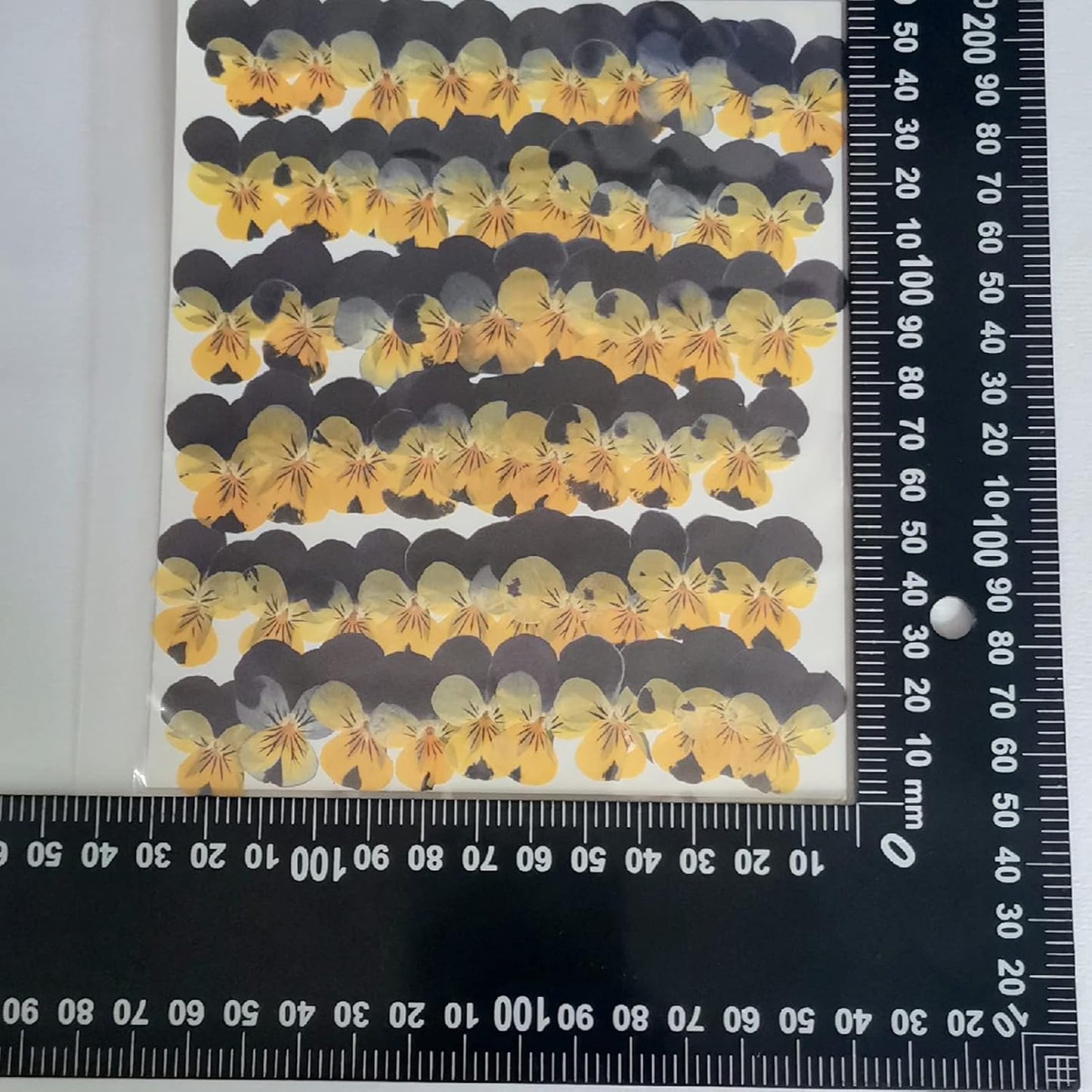 50pcs Natural Dried Daisy Flower, Vacuum Packaging, Pressed Flower for House Decoration, Jewelry Making, Phone case Decoration (Yellow)