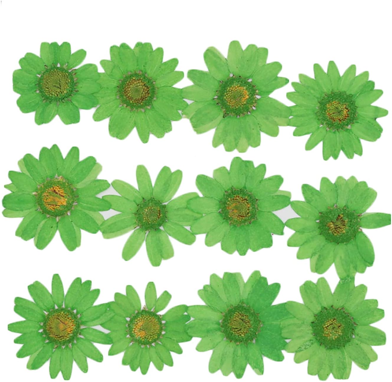 50pcs Natural Dried Daisy Flower, Vacuum Packaging, Pressed Flower for House Decoration, Jewelry Making, Phone case Decoration (Yellow)