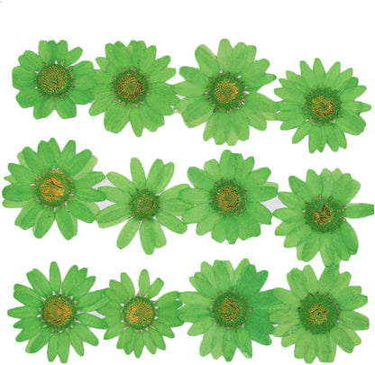 50pcs Natural Dried Daisy Flower, Vacuum Packaging, Pressed Flower for House Decoration, Jewelry Making, Phone case Decoration (Yellow)