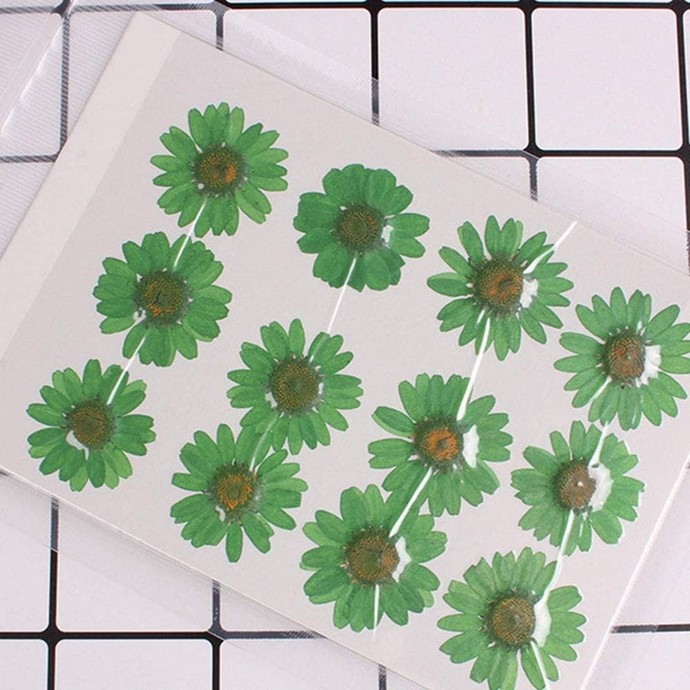 50pcs Natural Dried Daisy Flower, Vacuum Packaging, Pressed Flower for House Decoration, Jewelry Making, Phone case Decoration (Yellow)