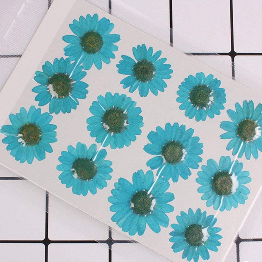 50pcs Natural Dried Daisy Flower, Vacuum Packaging, Pressed Flower for House Decoration, Jewelry Making, Phone case Decoration (Yellow)