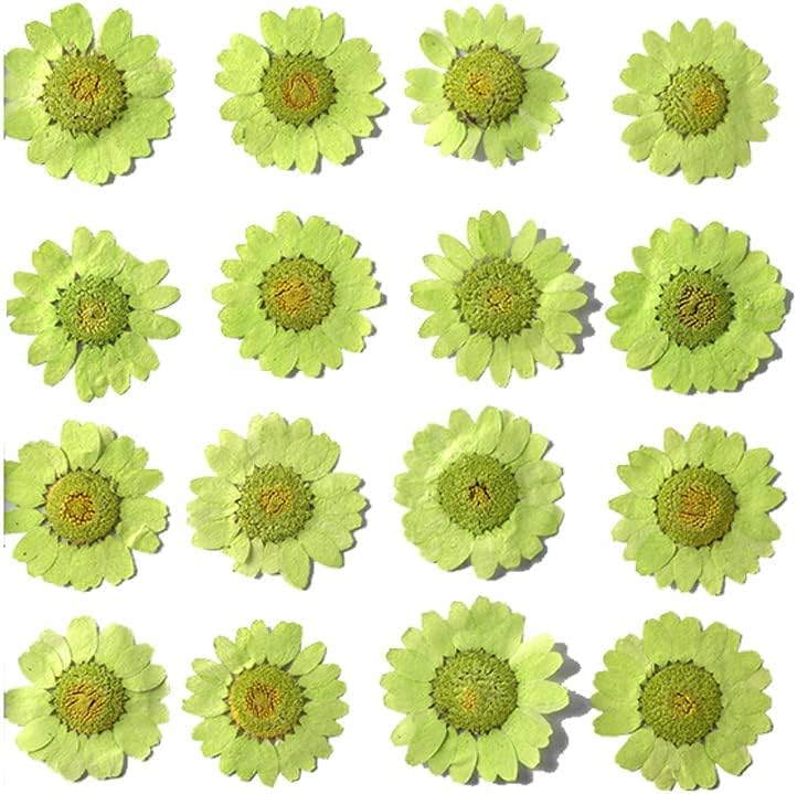 50pcs Natural Dried Daisy Flower, Vacuum Packaging, Pressed Flower for House Decoration, Jewelry Making, Phone case Decoration (Yellow)