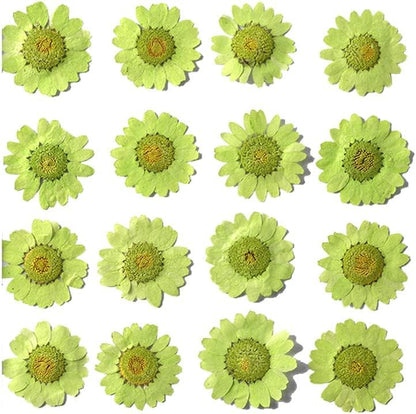 50pcs Natural Dried Daisy Flower, Vacuum Packaging, Pressed Flower for House Decoration, Jewelry Making, Phone case Decoration (Yellow)