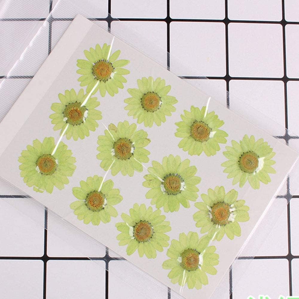 50pcs Natural Dried Daisy Flower, Vacuum Packaging, Pressed Flower for House Decoration, Jewelry Making, Phone case Decoration (Yellow)