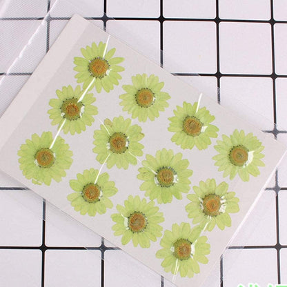 50pcs Natural Dried Daisy Flower, Vacuum Packaging, Pressed Flower for House Decoration, Jewelry Making, Phone case Decoration (Yellow)