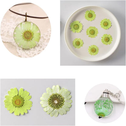 50pcs Natural Dried Daisy Flower, Vacuum Packaging, Pressed Flower for House Decoration, Jewelry Making, Phone case Decoration (Yellow)