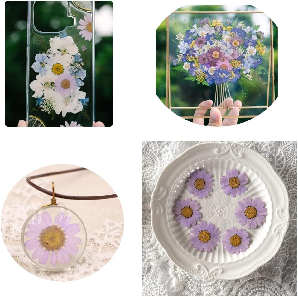 50pcs Natural Dried Daisy Flower, Vacuum Packaging, Pressed Flower for House Decoration, Jewelry Making, Phone case Decoration (Yellow)