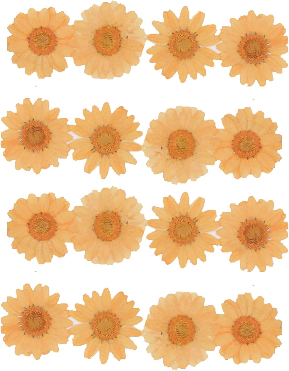 50pcs Natural Dried Daisy Flower, Vacuum Packaging, Pressed Flower for House Decoration, Jewelry Making, Phone case Decoration (Yellow)