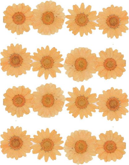 50pcs Natural Dried Daisy Flower, Vacuum Packaging, Pressed Flower for House Decoration, Jewelry Making, Phone case Decoration (Yellow)