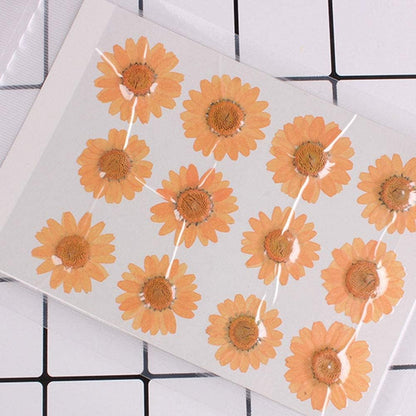 50pcs Natural Dried Daisy Flower, Vacuum Packaging, Pressed Flower for House Decoration, Jewelry Making, Phone case Decoration (Yellow)
