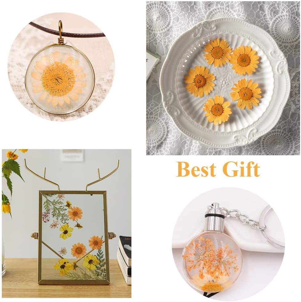 50pcs Natural Dried Daisy Flower, Vacuum Packaging, Pressed Flower for House Decoration, Jewelry Making, Phone case Decoration (Yellow)