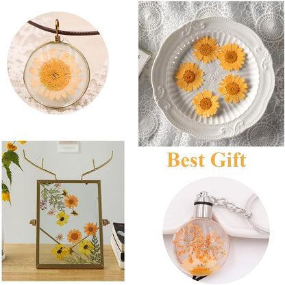 50pcs Natural Dried Daisy Flower, Vacuum Packaging, Pressed Flower for House Decoration, Jewelry Making, Phone case Decoration (Yellow)