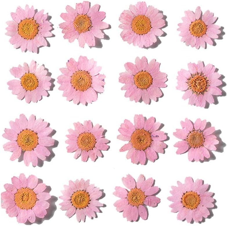 50pcs Natural Dried Daisy Flower, Vacuum Packaging, Pressed Flower for House Decoration, Jewelry Making, Phone case Decoration (Yellow)
