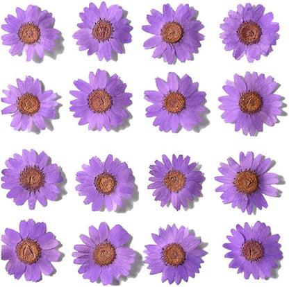 50pcs Natural Dried Daisy Flower, Vacuum Packaging, Pressed Flower for House Decoration, Jewelry Making, Phone case Decoration (Yellow)
