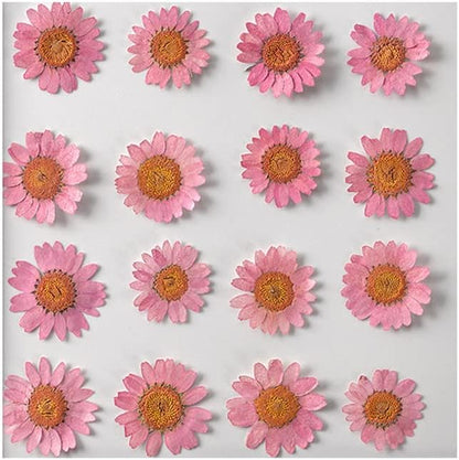 50pcs Natural Dried Daisy Flower, Vacuum Packaging, Pressed Flower for House Decoration, Jewelry Making, Phone case Decoration (Yellow)