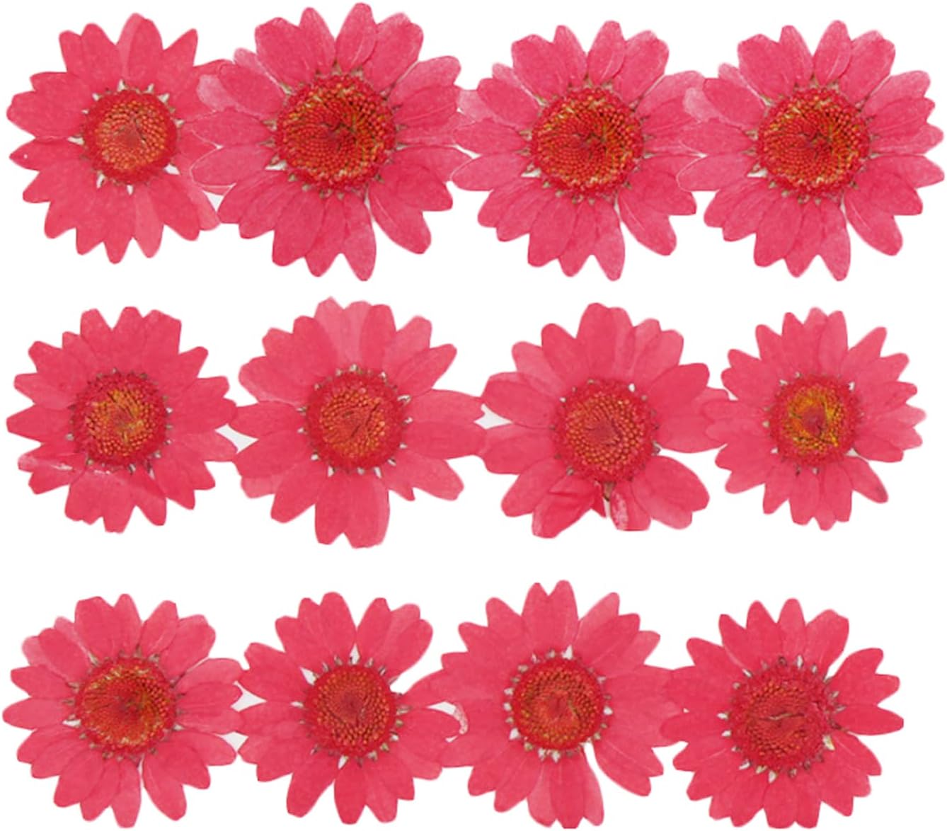 50pcs Natural Dried Daisy Flower, Vacuum Packaging, Pressed Flower for House Decoration, Jewelry Making, Phone case Decoration (Yellow)