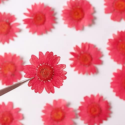 50pcs Natural Dried Daisy Flower, Vacuum Packaging, Pressed Flower for House Decoration, Jewelry Making, Phone case Decoration (Yellow)
