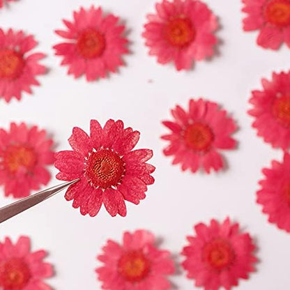 50pcs Natural Dried Daisy Flower, Vacuum Packaging, Pressed Flower for House Decoration, Jewelry Making, Phone case Decoration (Yellow)