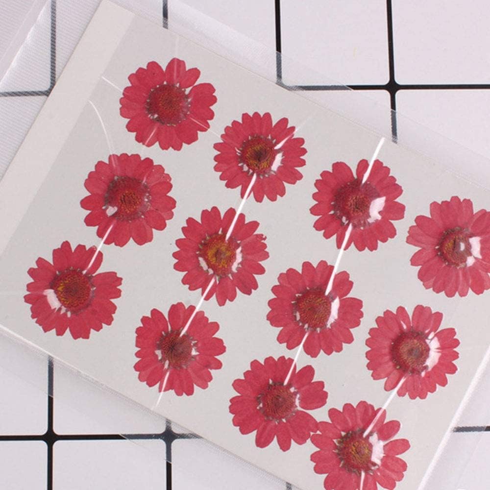 50pcs Natural Dried Daisy Flower, Vacuum Packaging, Pressed Flower for House Decoration, Jewelry Making, Phone case Decoration (Yellow)