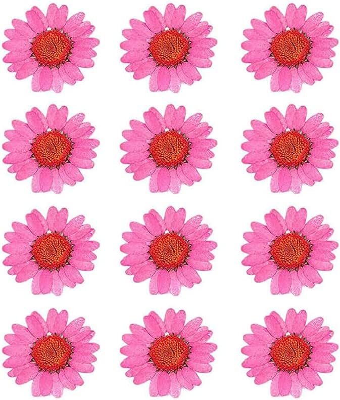 50pcs Natural Dried Daisy Flower, Vacuum Packaging, Pressed Flower for House Decoration, Jewelry Making, Phone case Decoration (Yellow)