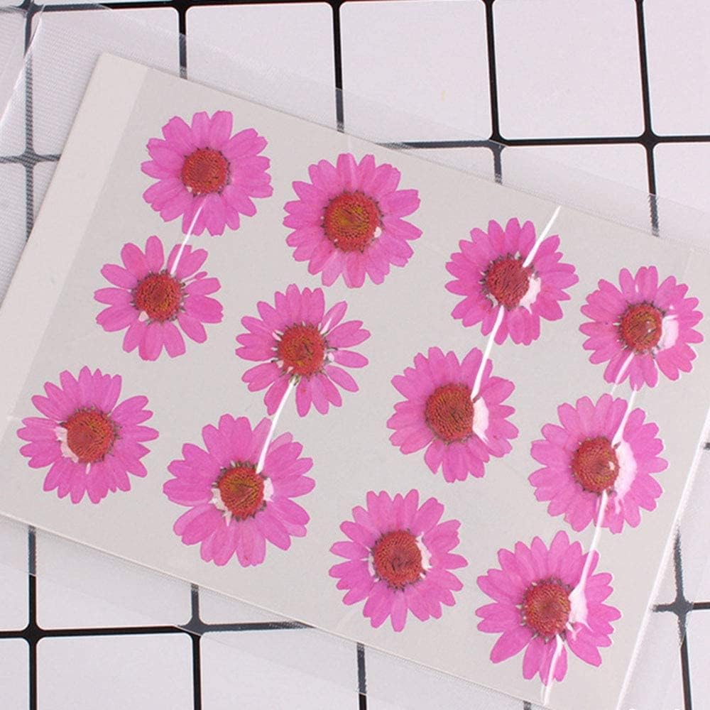 50pcs Natural Dried Daisy Flower, Vacuum Packaging, Pressed Flower for House Decoration, Jewelry Making, Phone case Decoration (Yellow)
