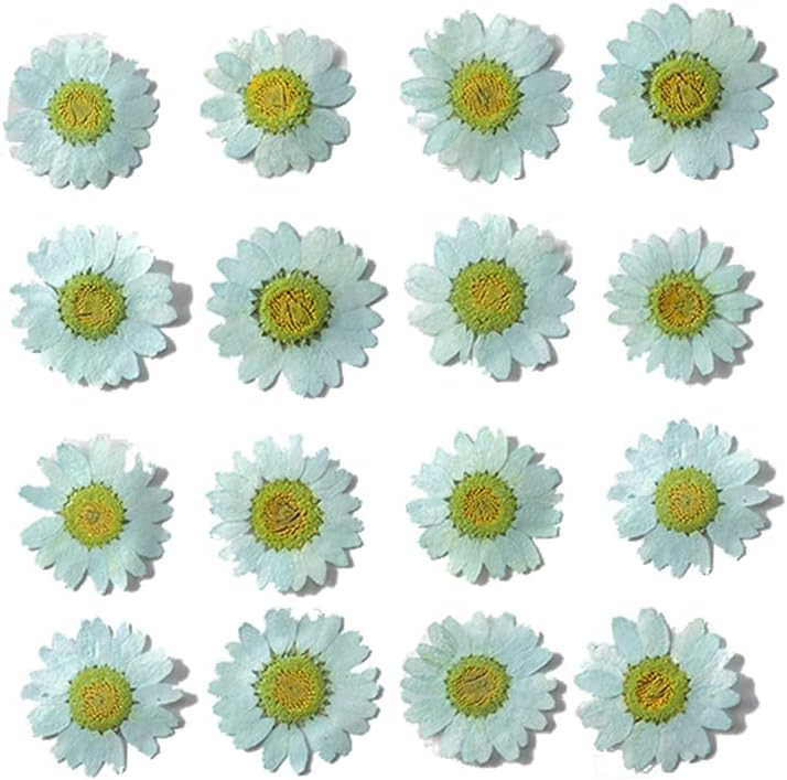 50pcs Natural Dried Daisy Flower, Vacuum Packaging, Pressed Flower for House Decoration, Jewelry Making, Phone case Decoration (Yellow)