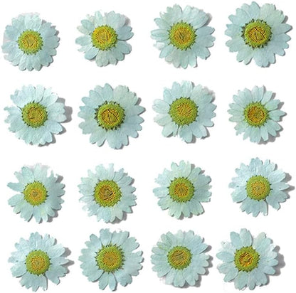 50pcs Natural Dried Daisy Flower, Vacuum Packaging, Pressed Flower for House Decoration, Jewelry Making, Phone case Decoration (Yellow)