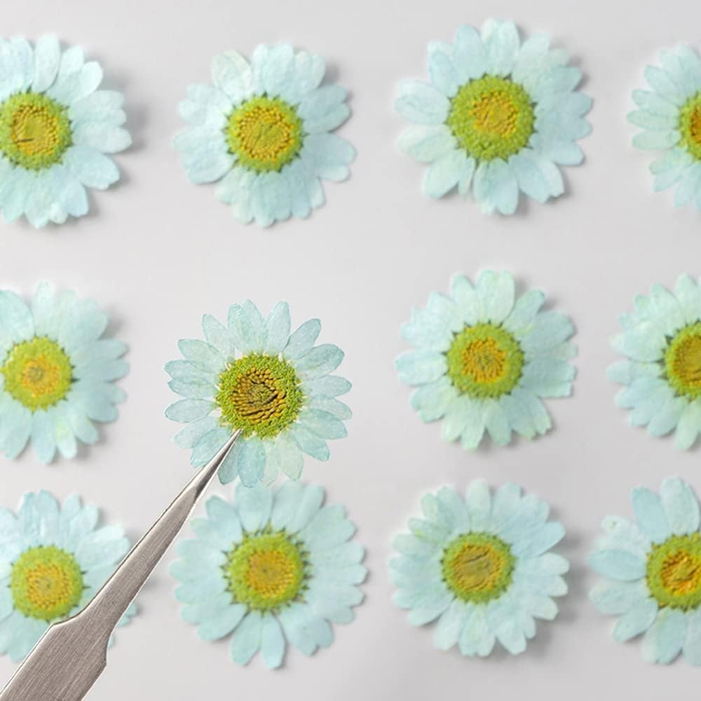 50pcs Natural Dried Daisy Flower, Vacuum Packaging, Pressed Flower for House Decoration, Jewelry Making, Phone case Decoration (Yellow)