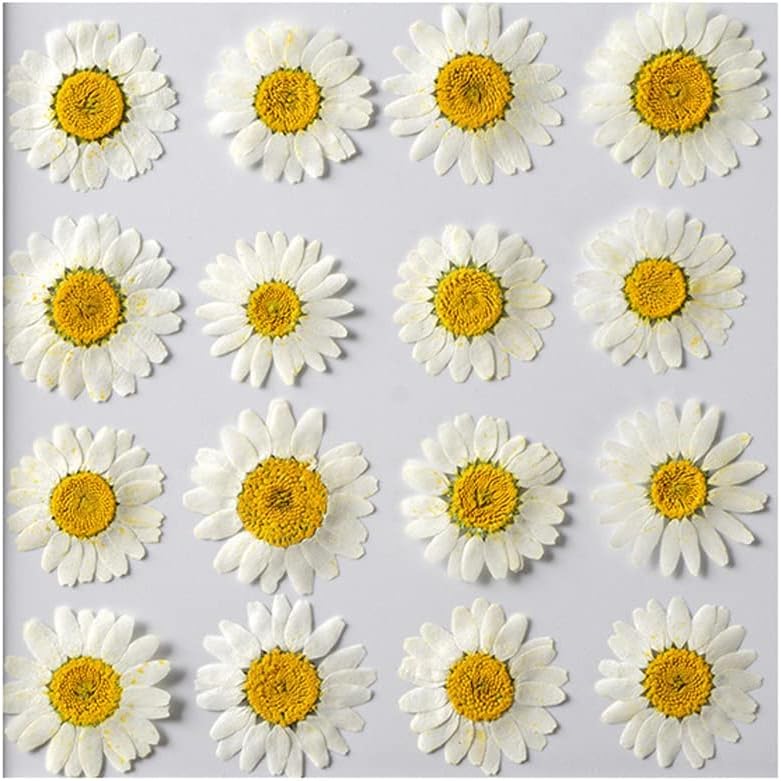 50pcs Natural Dried Daisy Flower, Vacuum Packaging, Pressed Flower for House Decoration, Jewelry Making, Phone case Decoration (Yellow)