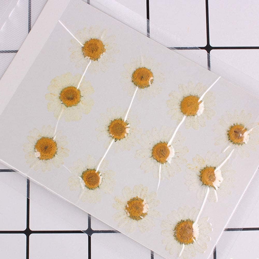 50pcs Natural Dried Daisy Flower, Vacuum Packaging, Pressed Flower for House Decoration, Jewelry Making, Phone case Decoration (Yellow)
