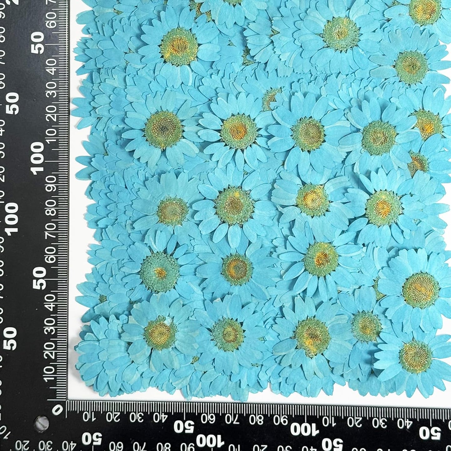 25pcs Yellow Daisy Dried Pressed Flowers Real Natural Dry Flowers for Resin Candle Card Making Wedding Invitations Scrapbooking Christmas Crafts