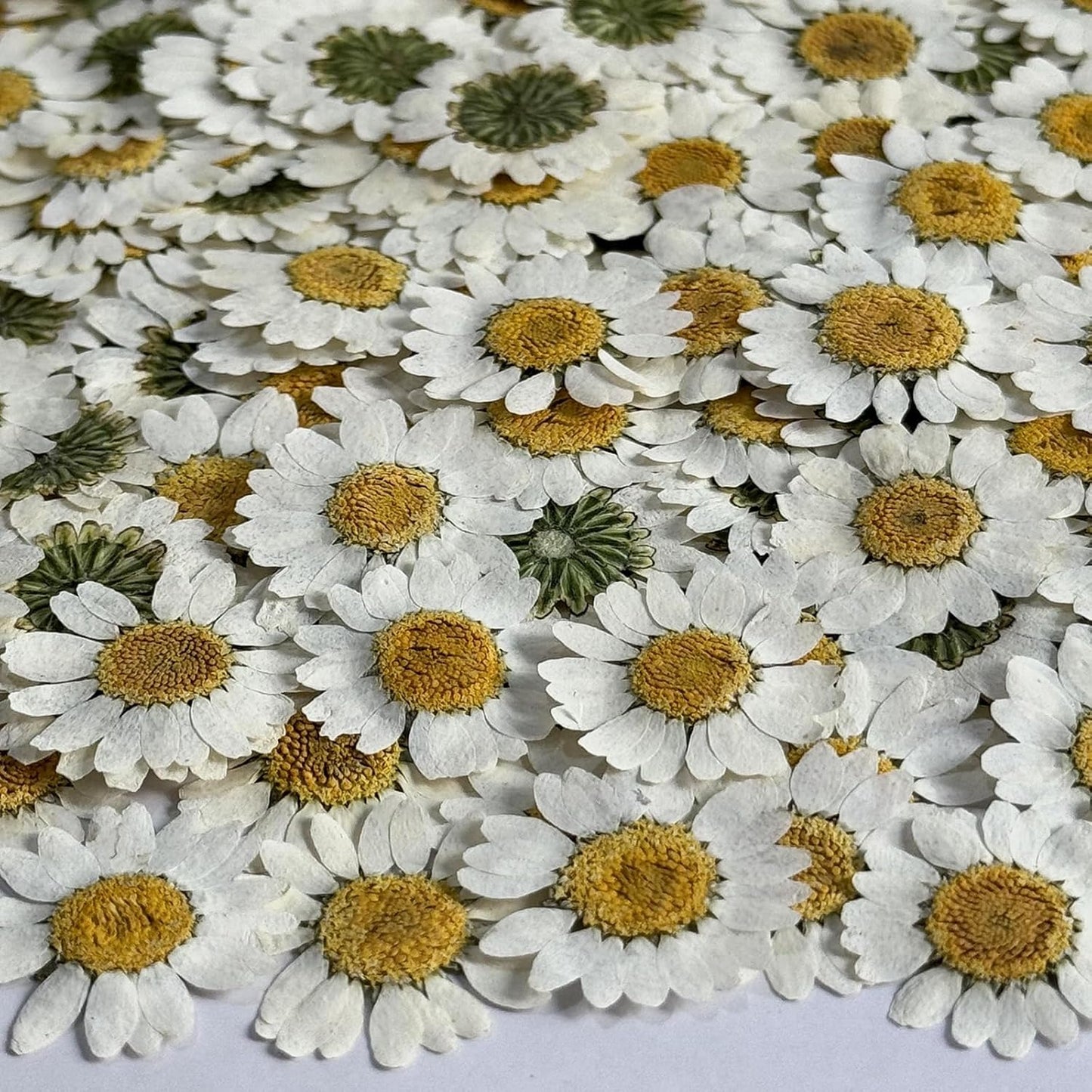 25pcs Yellow Daisy Dried Pressed Flowers Real Natural Dry Flowers for Resin Candle Card Making Wedding Invitations Scrapbooking Christmas Crafts