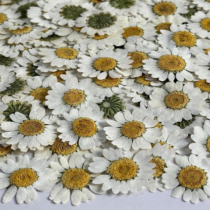 25pcs Yellow Daisy Dried Pressed Flowers Real Natural Dry Flowers for Resin Candle Card Making Wedding Invitations Scrapbooking Christmas Crafts