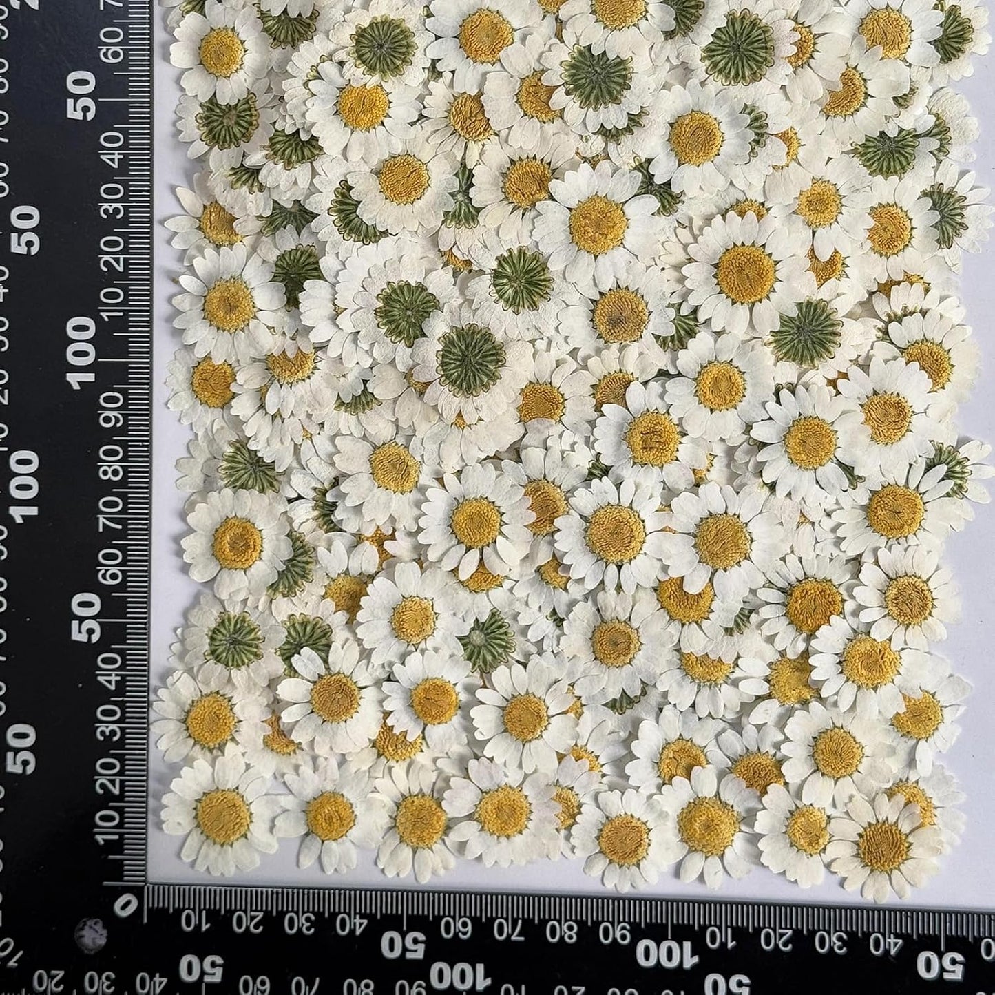 25pcs Yellow Daisy Dried Pressed Flowers Real Natural Dry Flowers for Resin Candle Card Making Wedding Invitations Scrapbooking Christmas Crafts